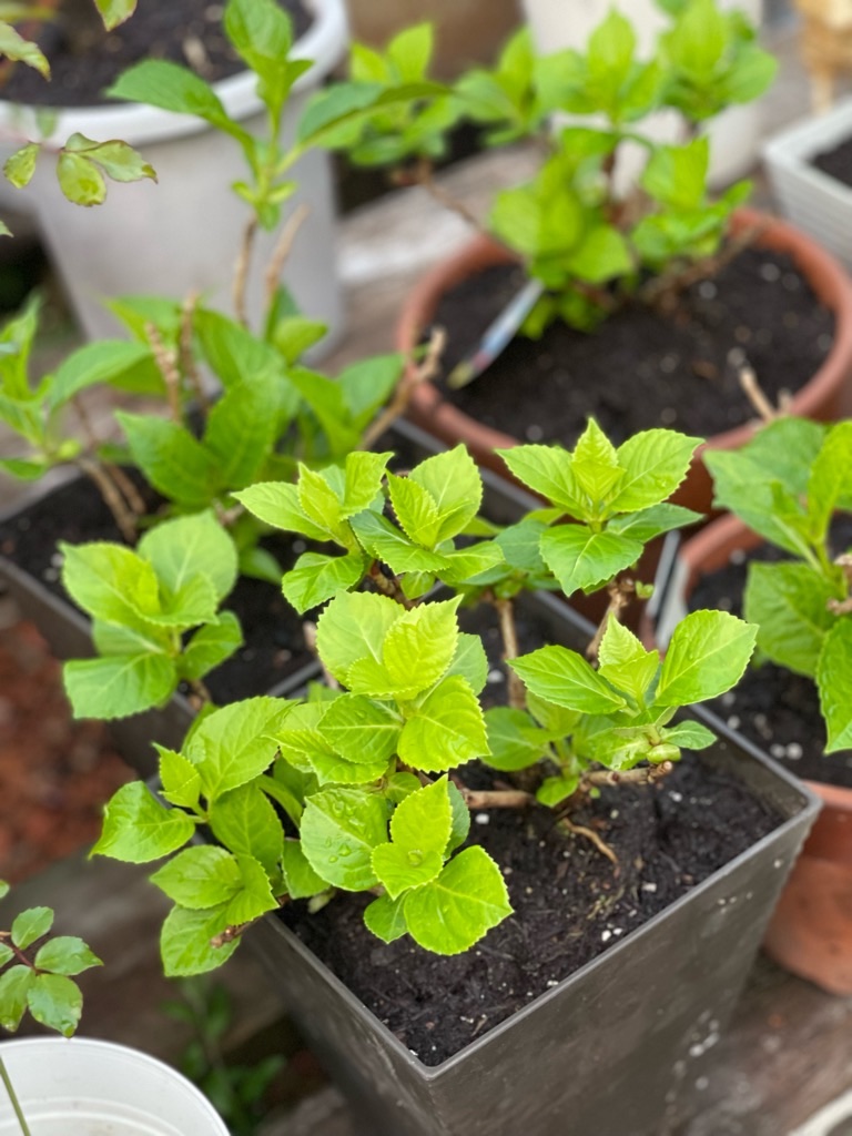 f:id:zappa38:20220422203146j:image f:id:zappa38:20220422203146j:image