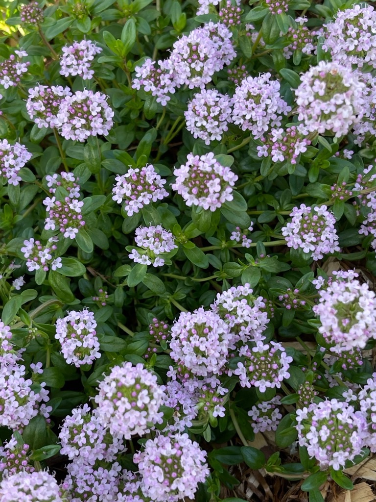 f:id:zappa38:20220422203155j:image f:id:zappa38:20220422203155j:image