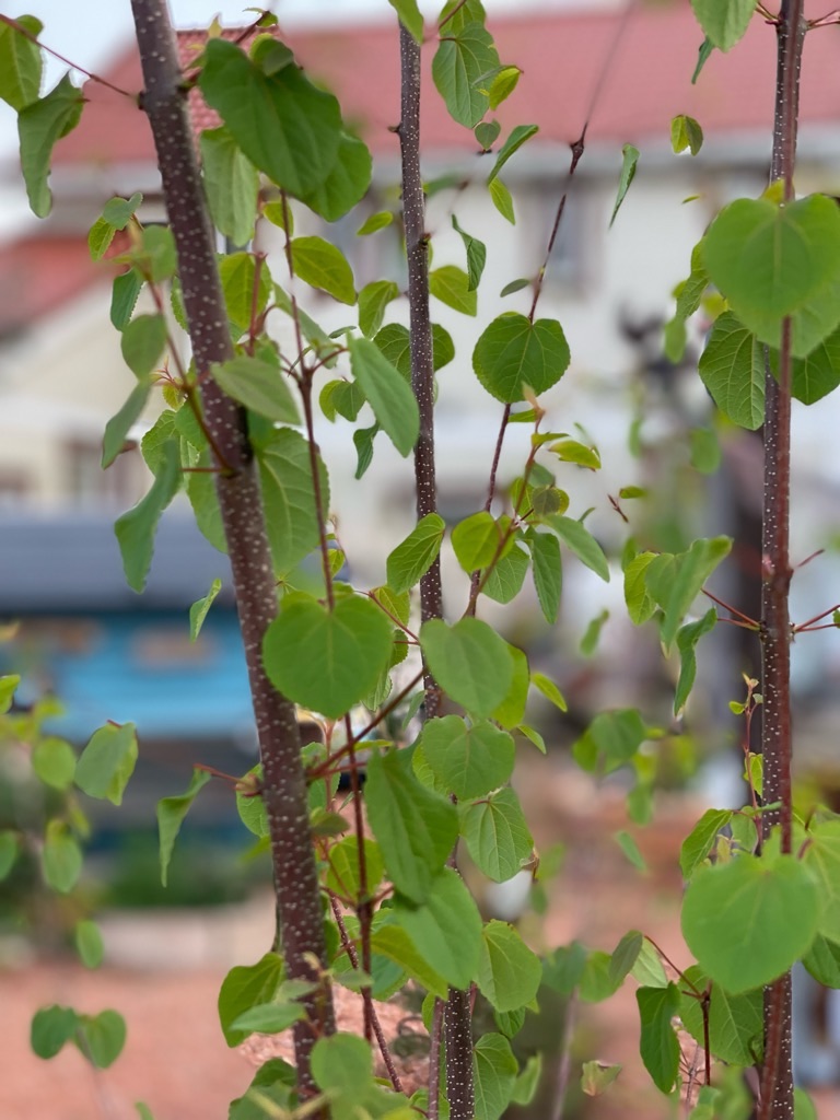 f:id:zappa38:20220422203203j:image f:id:zappa38:20220422203203j:image