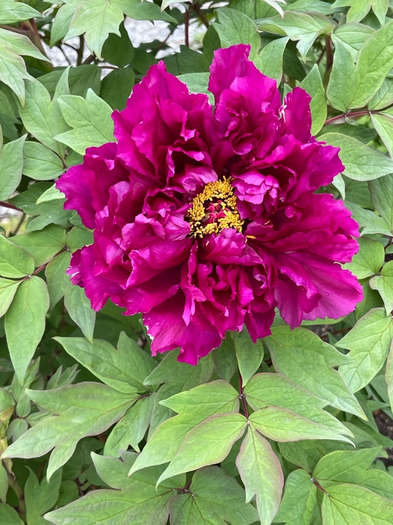 f:id:zappa38:20220422203209j:image f:id:zappa38:20220422203209j:image