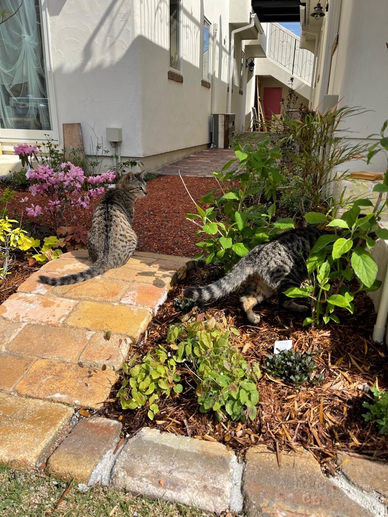 f:id:zappa38:20220422203217j:image f:id:zappa38:20220422203217j:image