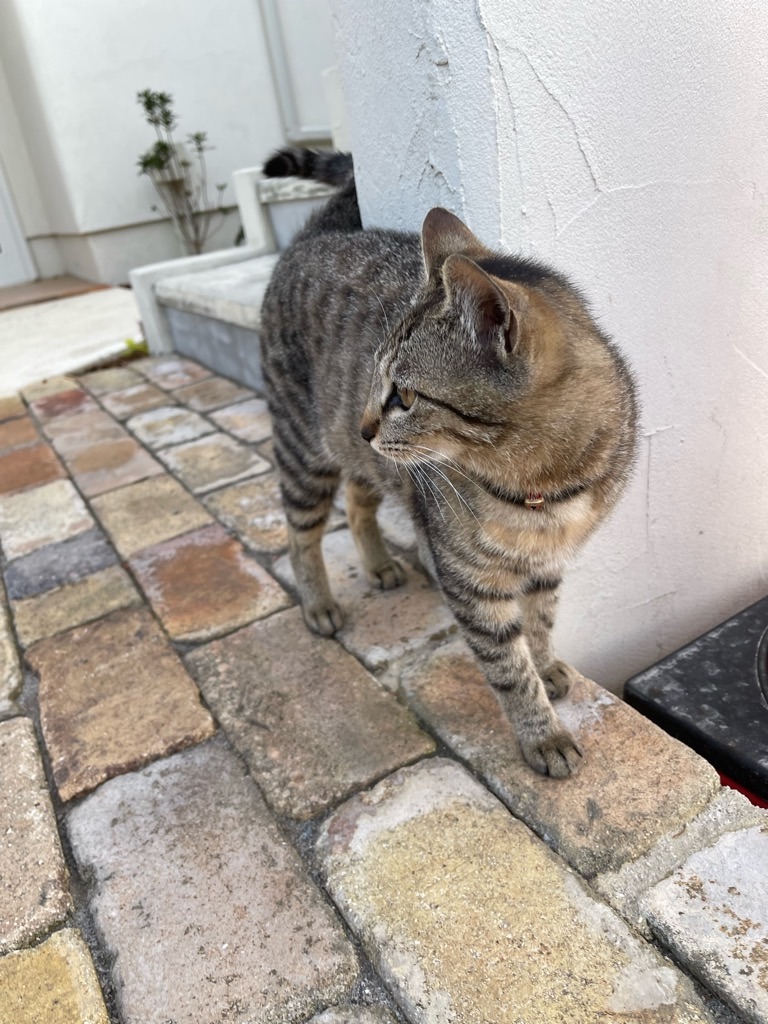 f:id:zappa38:20220422203226j:image f:id:zappa38:20220422203226j:image