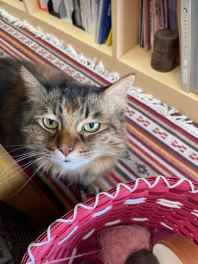 f:id:zappa38:20220422203906j:image f:id:zappa38:20220422203906j:image