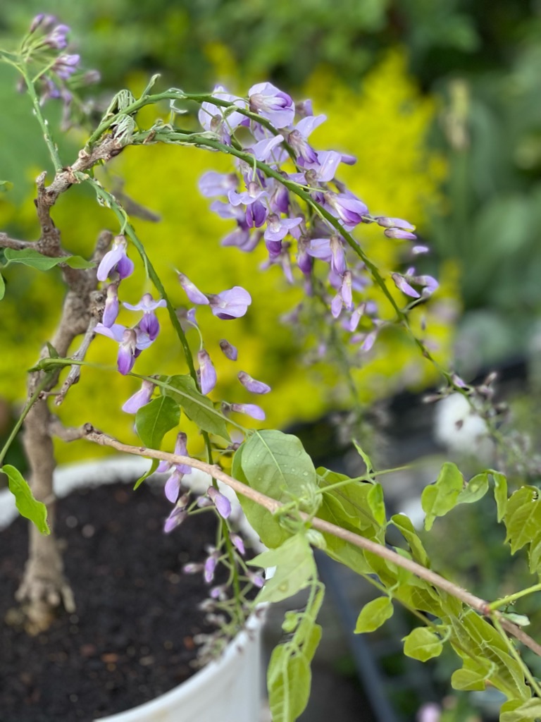 f:id:zappa38:20220422203920j:image f:id:zappa38:20220422203920j:image