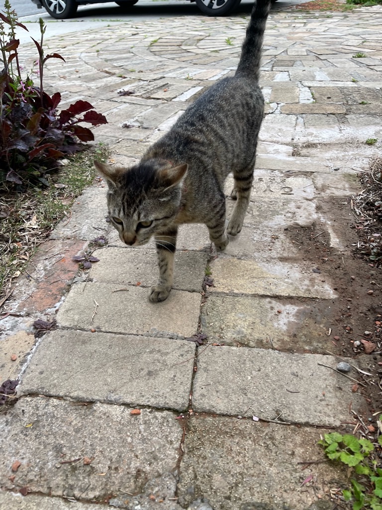 f:id:zappa38:20220423210629j:image f:id:zappa38:20220423210629j:image