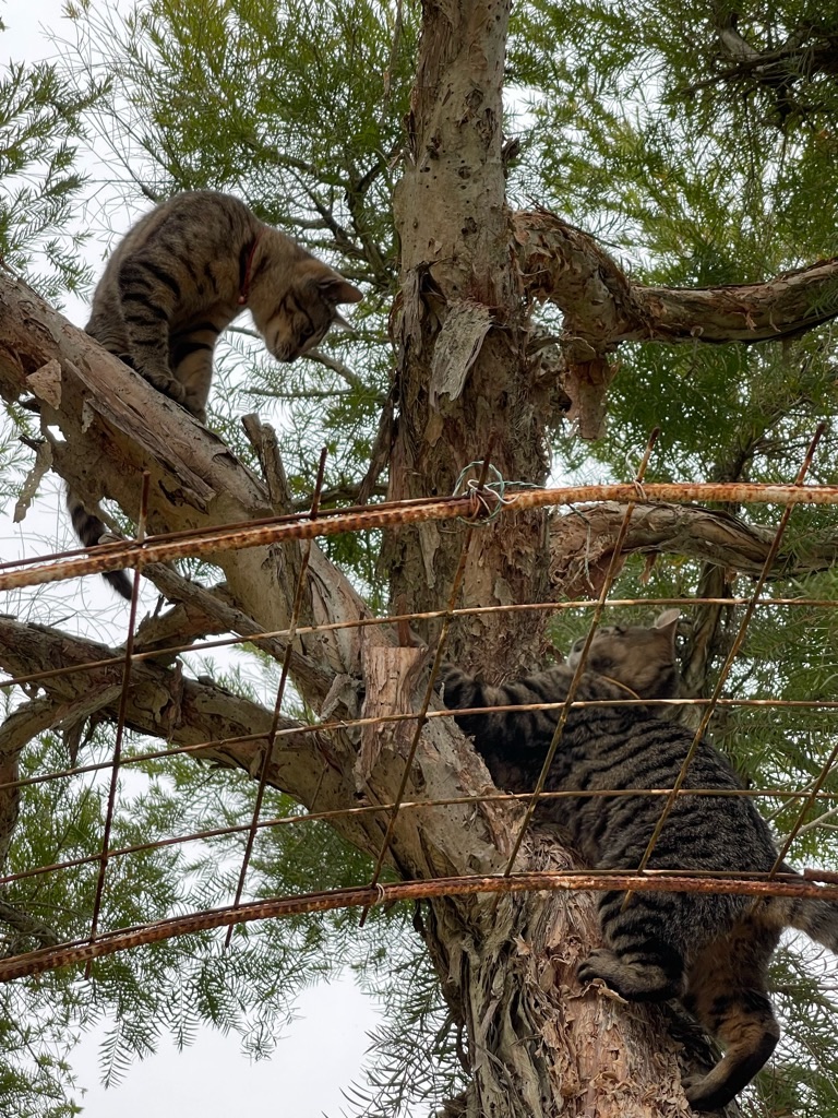 f:id:zappa38:20220423210715j:image f:id:zappa38:20220423210715j:image