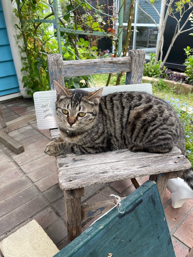 f:id:zappa38:20220423210719j:image f:id:zappa38:20220423210719j:image