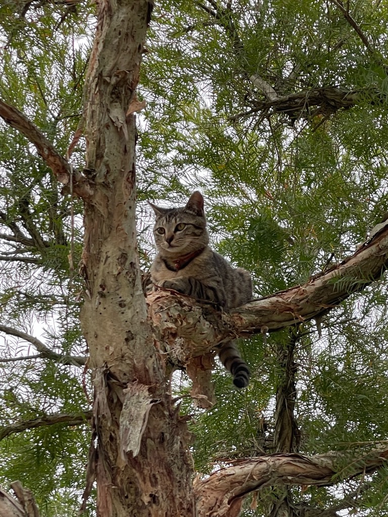 f:id:zappa38:20220423210723j:image f:id:zappa38:20220423210723j:image