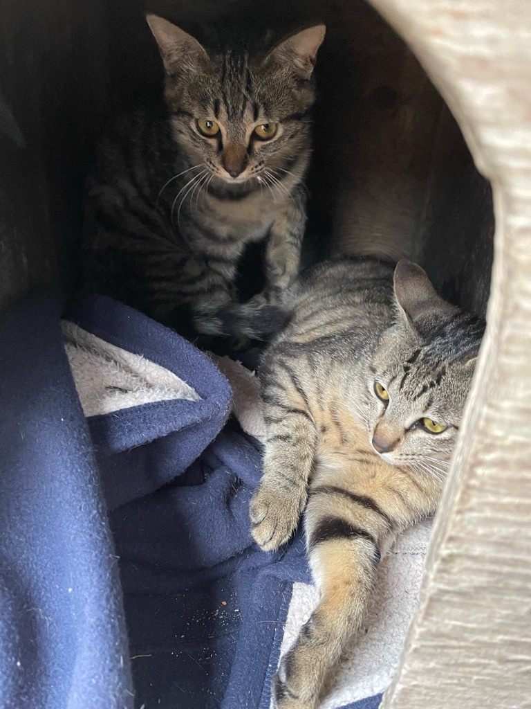 f:id:zappa38:20220521213912j:image