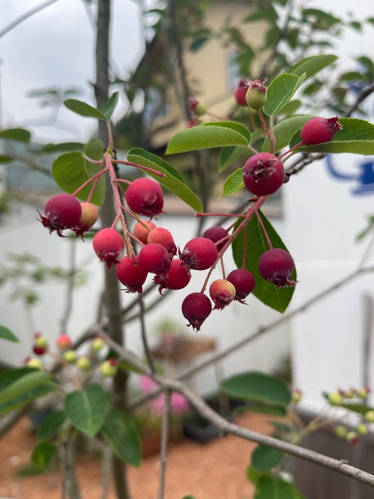 f:id:zappa38:20220521213922j:image