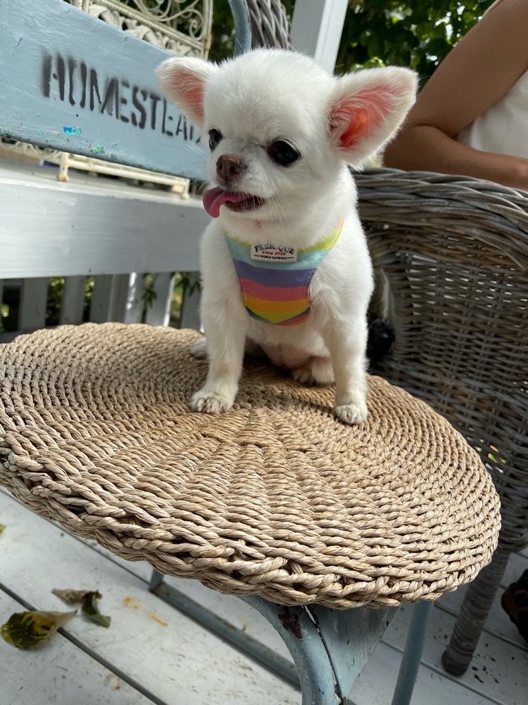 f:id:zappa38:20220730204430j:image