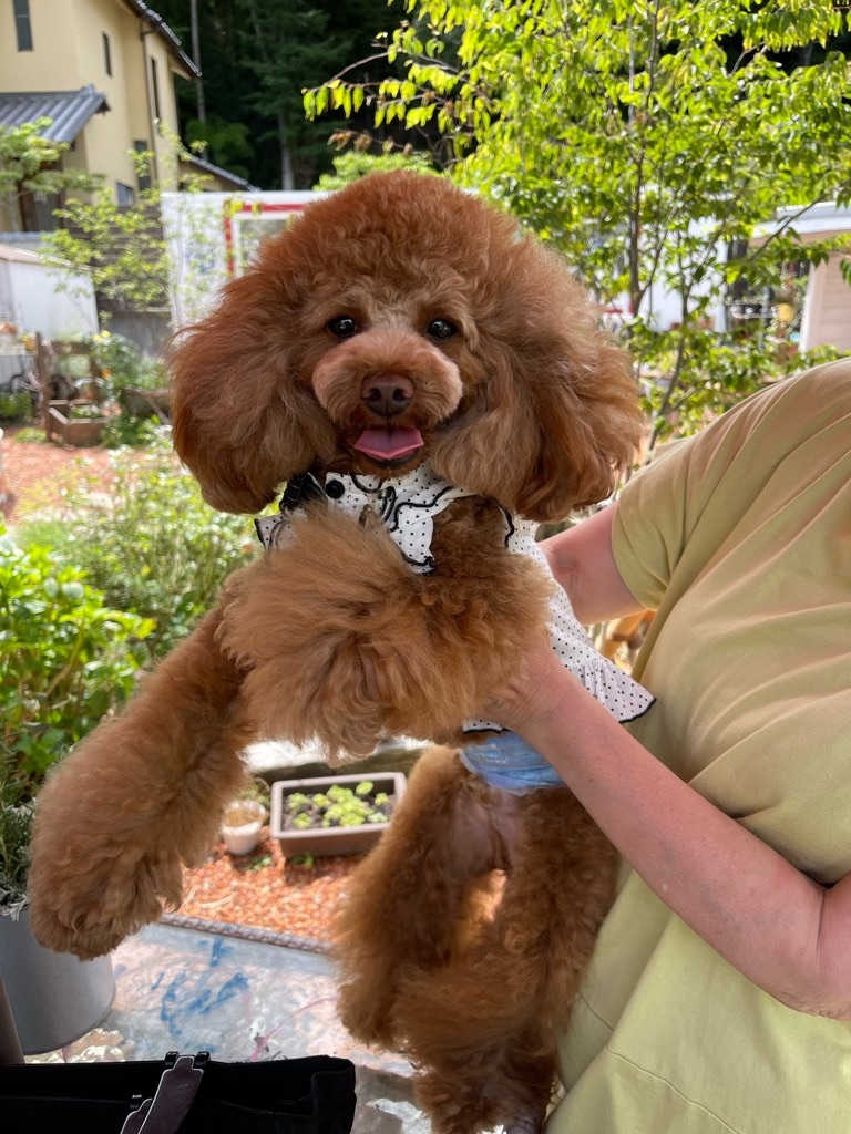 f:id:zappa38:20220730204448j:image