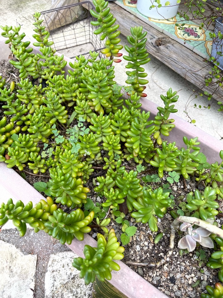 f:id:zappa38:20220730204507j:image