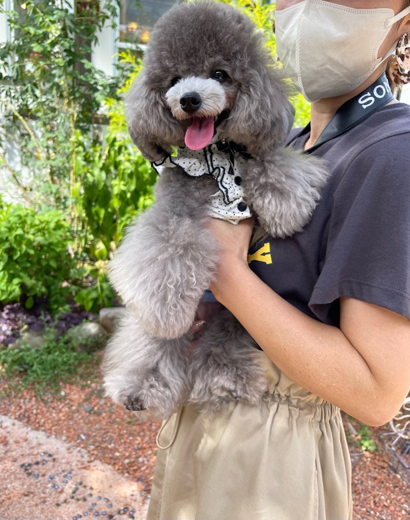 f:id:zappa38:20220730204525j:image