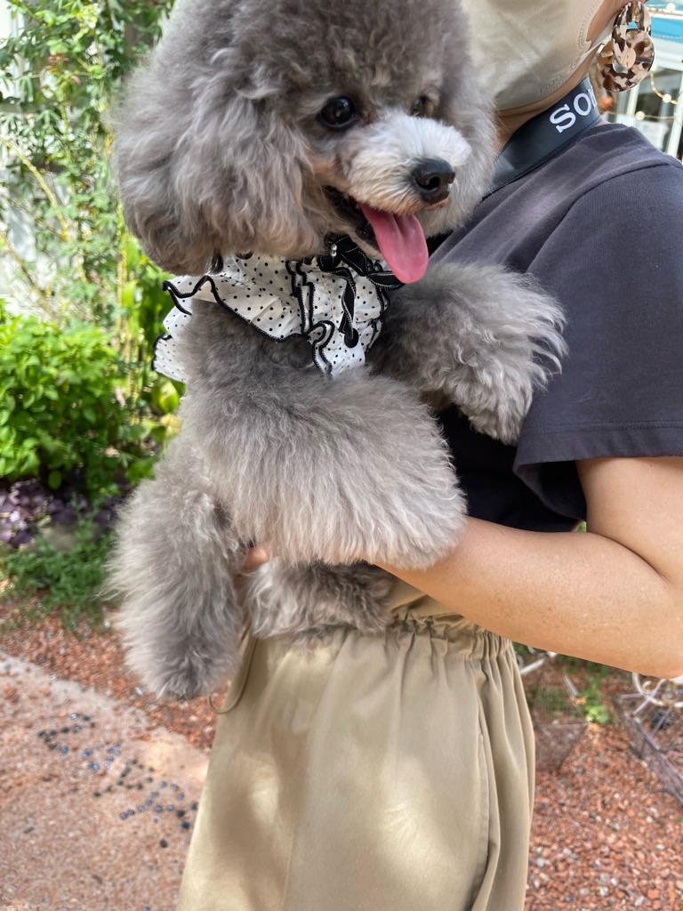 f:id:zappa38:20220730204607j:image