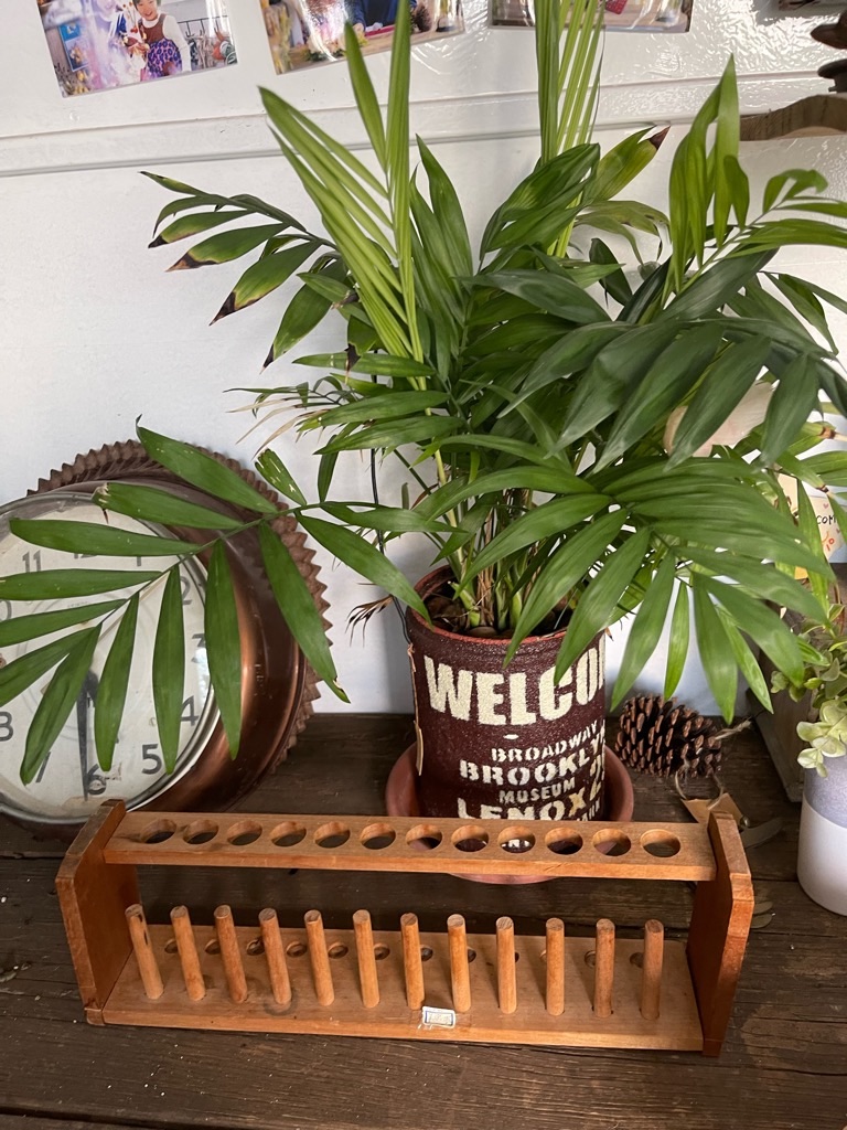 夏は観葉植物がいいですね Zappaのスタッフブログ
