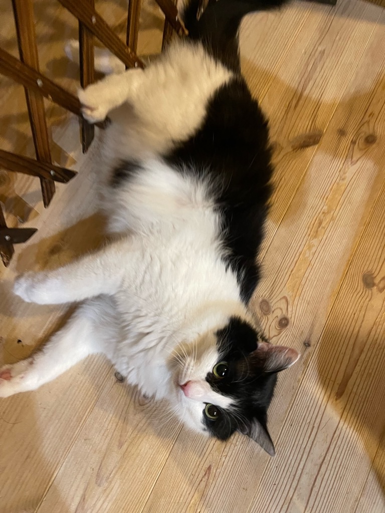 f:id:zappa38:20220914202811j:image