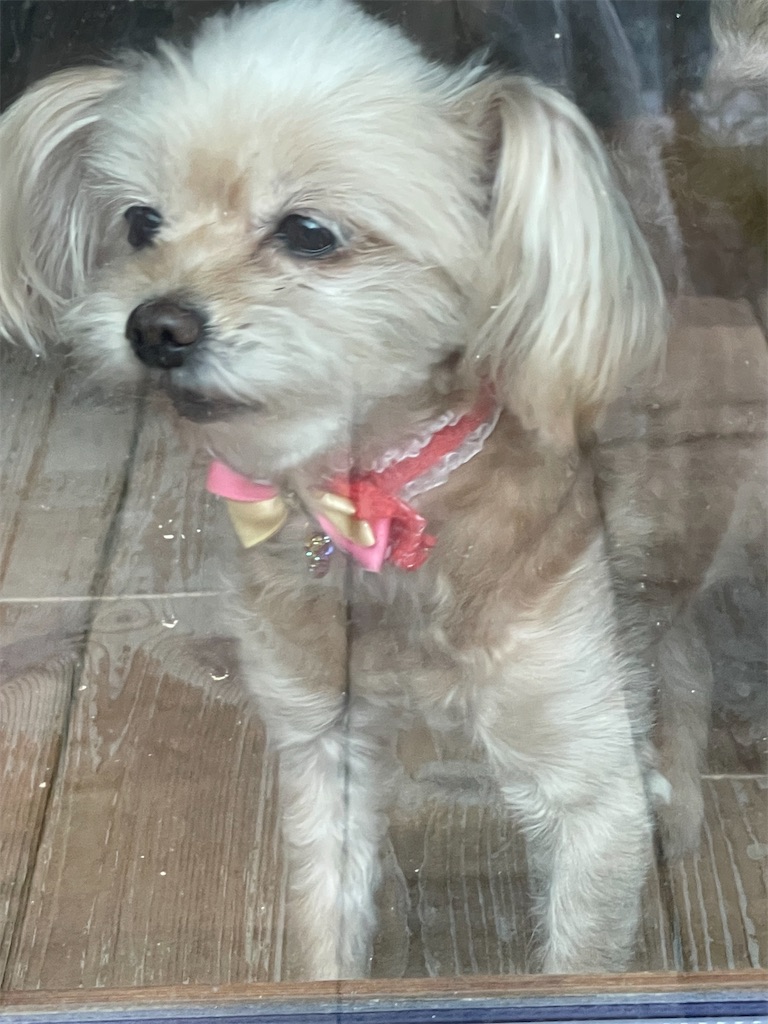 f:id:zappa38:20220921194532j:image