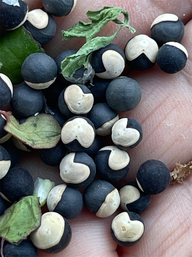 f:id:zappa38:20220921194555j:image