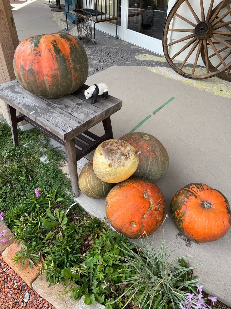 ハロウィンカボチャ Zappaのスタッフブログ