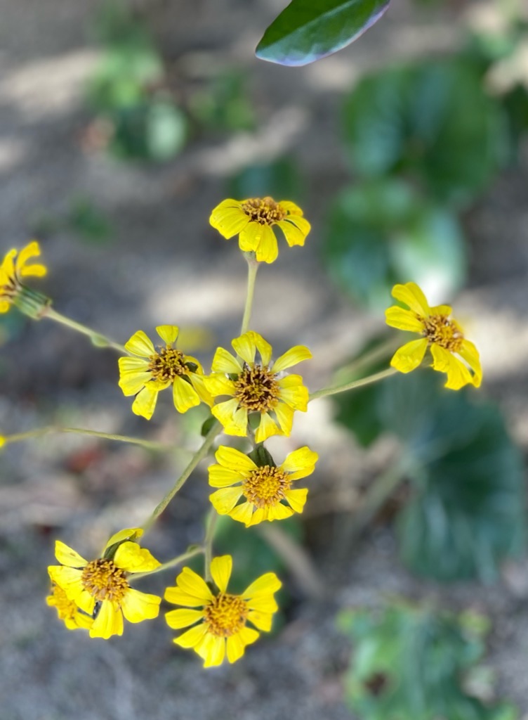 f:id:zappa38:20221214192845j:image f:id:zappa38:20221214192845j:image