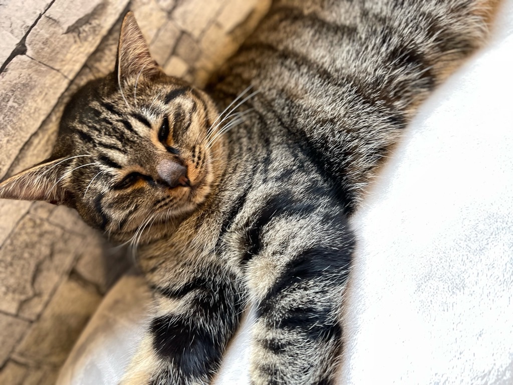 f:id:zappa38:20221220202431j:image