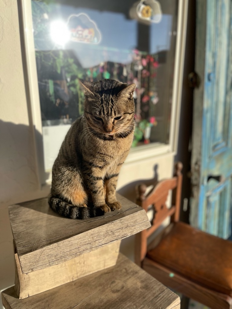 f:id:zappa38:20221223201226j:image f:id:zappa38:20221223201226j:image