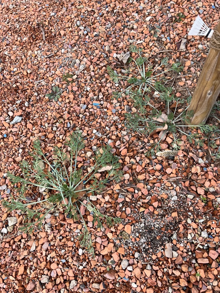 f:id:zappa38:20221227194656j:image f:id:zappa38:20221227194656j:image