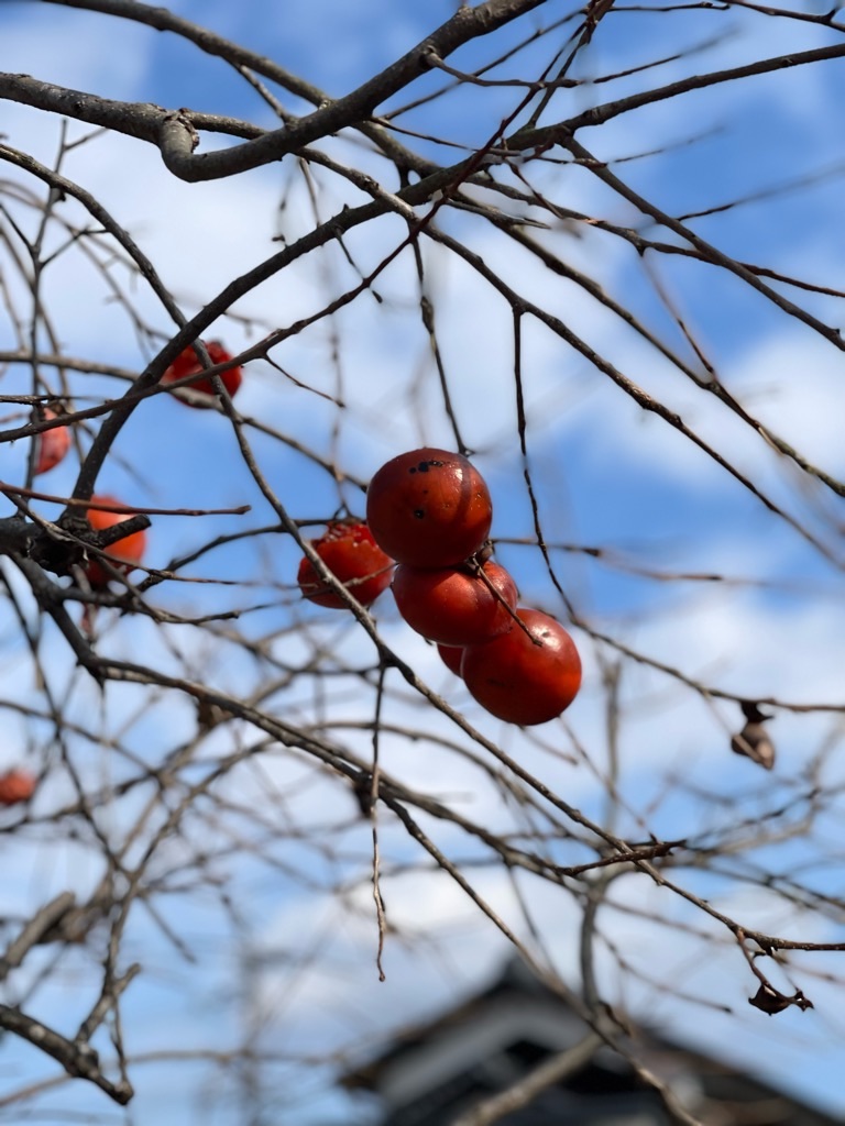 f:id:zappa38:20221231140923j:image f:id:zappa38:20221231140923j:image