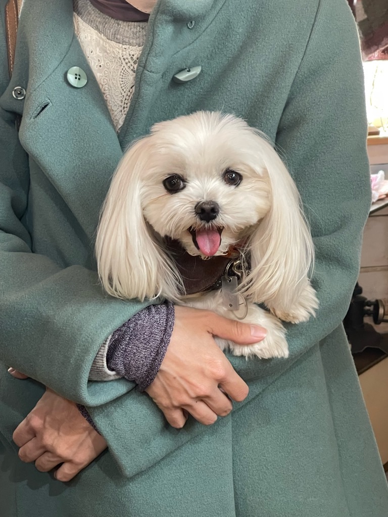 f:id:zappa38:20230123192905j:image