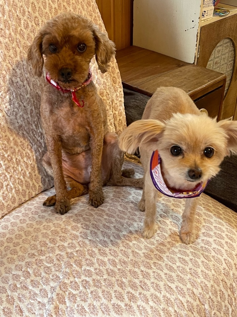 f:id:zappa38:20230131193805j:image