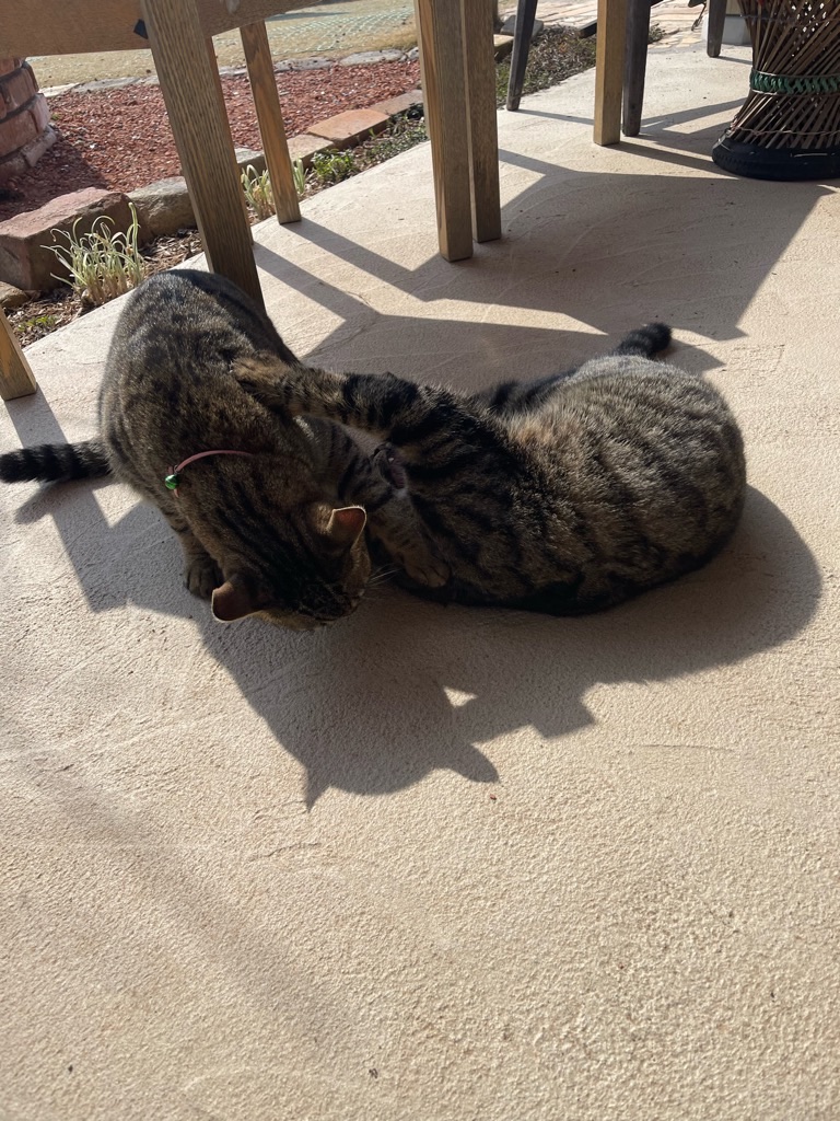 f:id:zappa38:20230310162904j:image