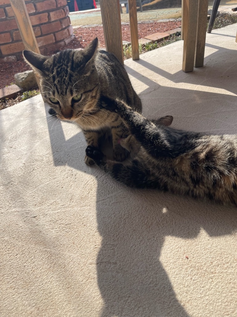 f:id:zappa38:20230310162907j:image