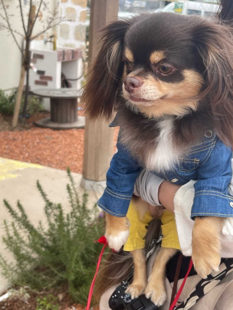 f:id:zappa38:20230316172457j:image