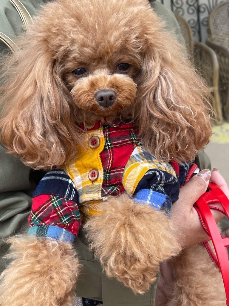 f:id:zappa38:20230316172510j:image