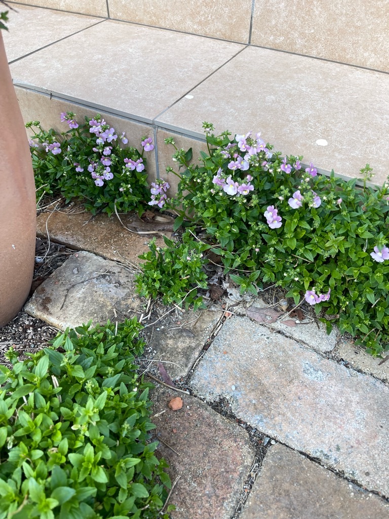 f:id:zappa38:20230329175500j:image