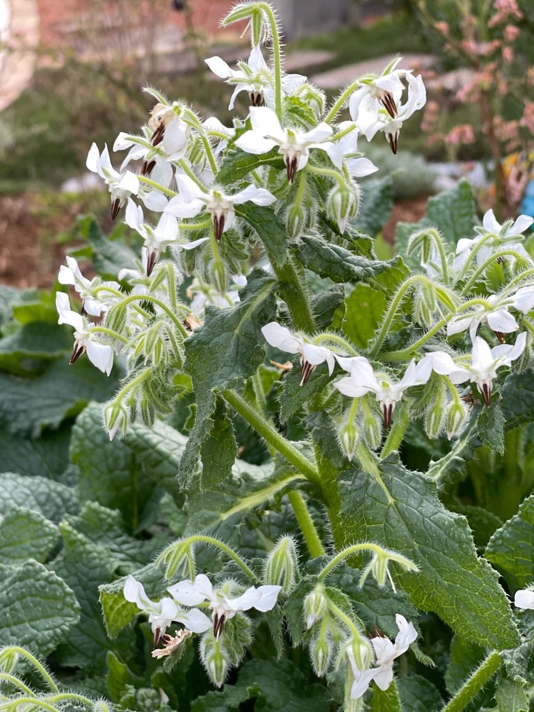 f:id:zappa38:20230329175503j:image