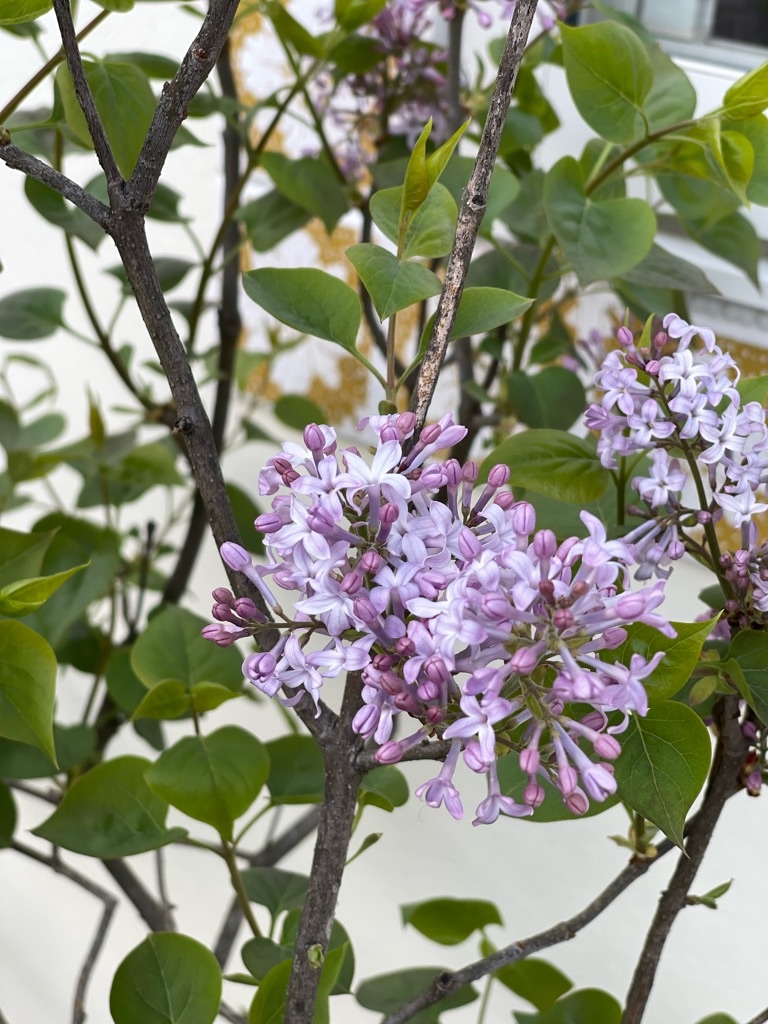 f:id:zappa38:20230329175506j:image