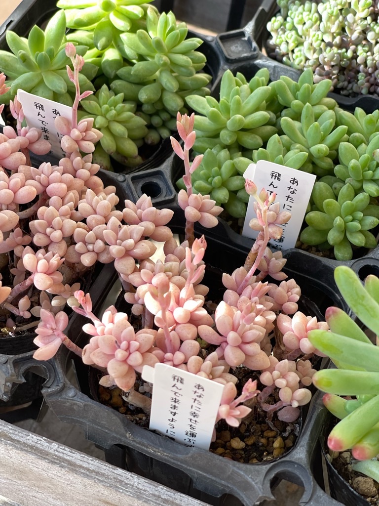 f:id:zappa38:20230329175515j:image