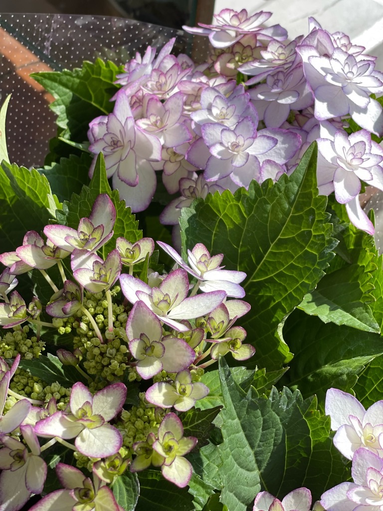 f:id:zappa38:20230329175522j:image