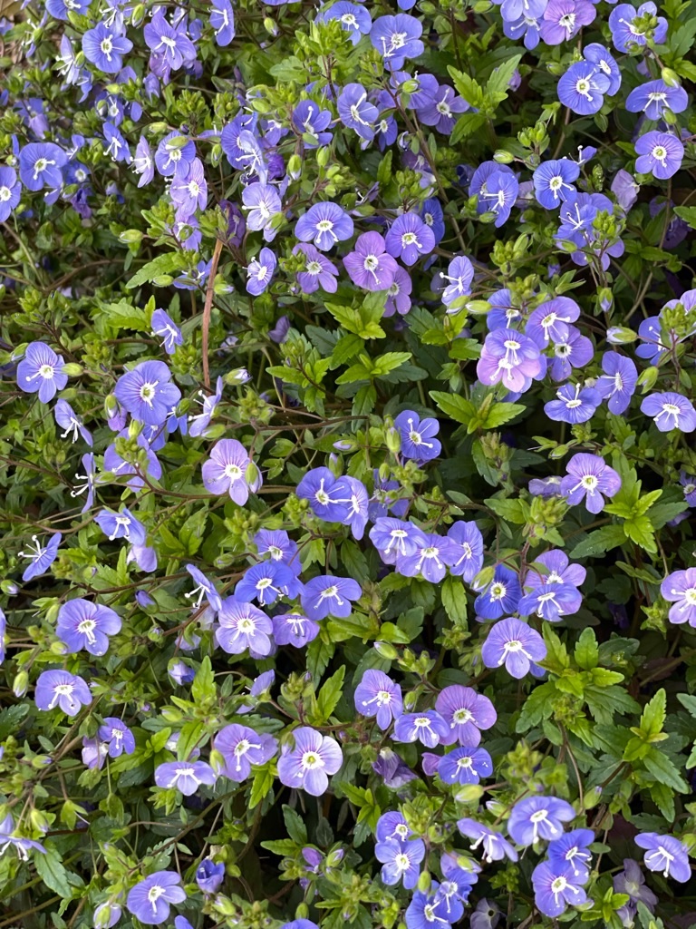 f:id:zappa38:20230329175525j:image