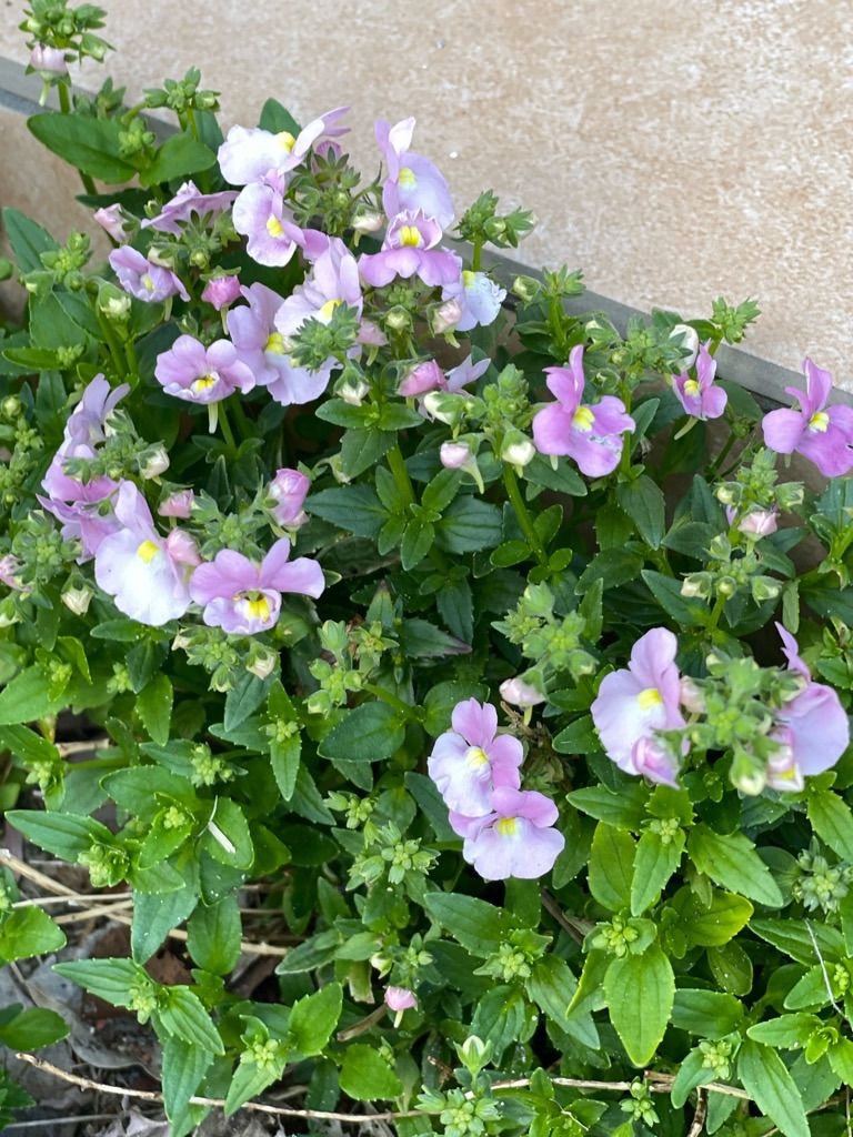 f:id:zappa38:20230329175544j:image