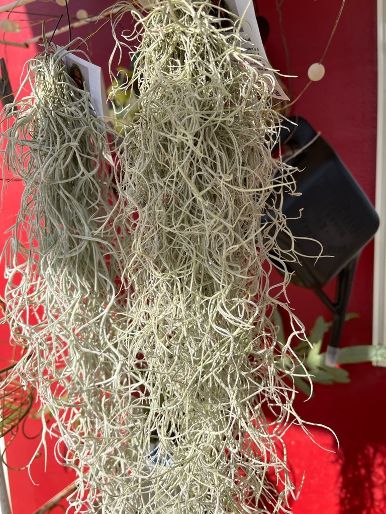 f:id:zappa38:20230329175547j:image