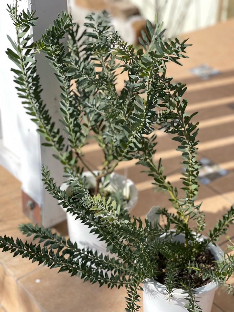 f:id:zappa38:20230329175550j:image