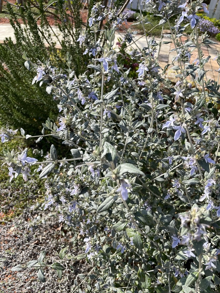 f:id:zappa38:20230329175553j:image