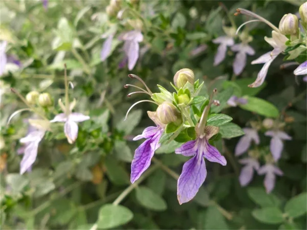 f:id:zappa38:20230329200417j:image