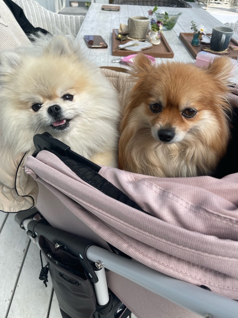 f:id:zappa38:20230402194118j:image