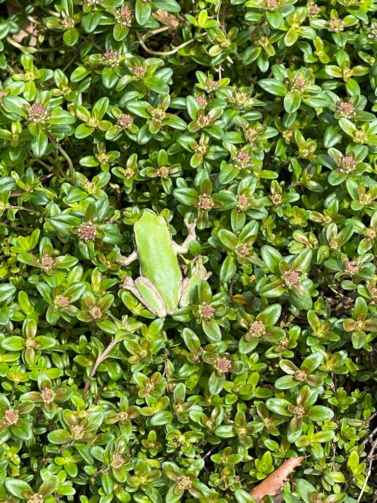 f:id:zappa38:20230402194136j:image