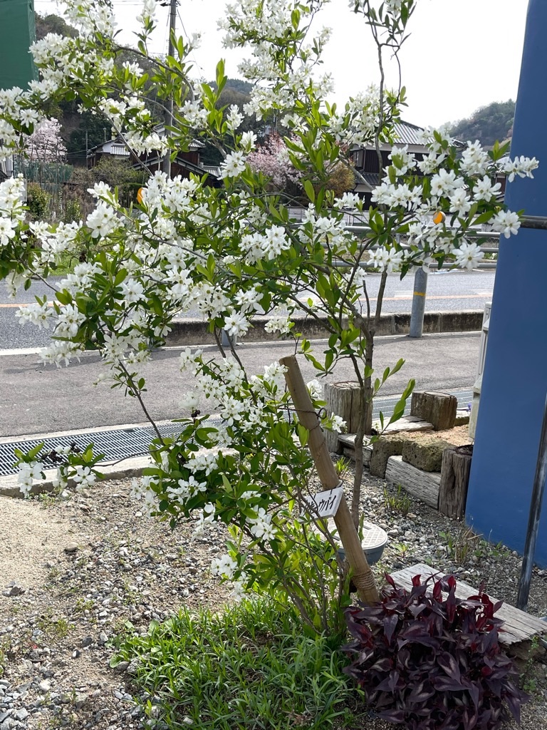 f:id:zappa38:20230402194142j:image