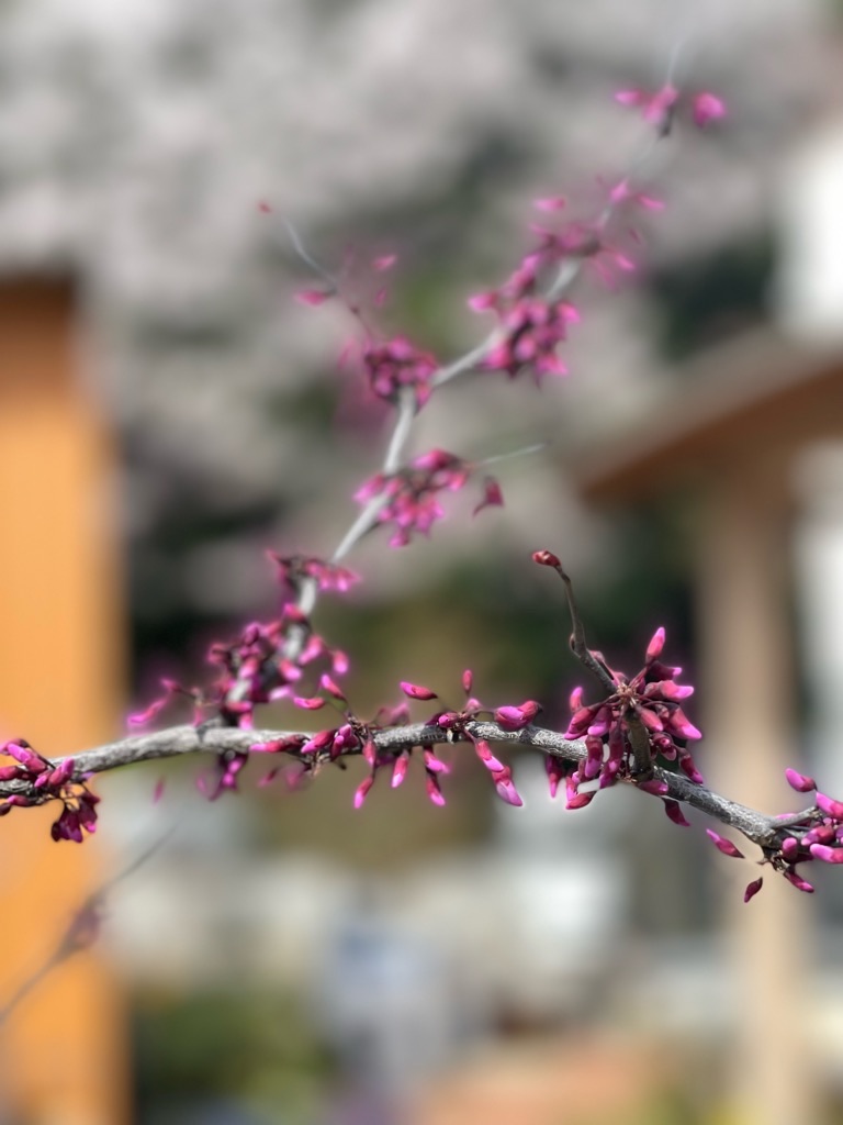 f:id:zappa38:20230402194256j:image